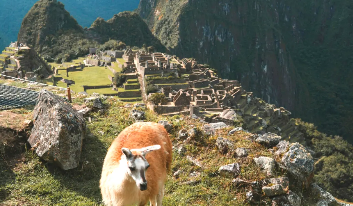 Llama grazing at Machu Picchu with ancient Inca ruins and terraces visible in background against dramatic Andean mountains